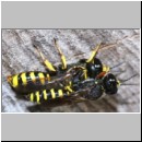 Ectemnius sp Paerchen 01i beim gemeinsamen verlassen der Roehre - flogen auch im Huckepack davon.jpg